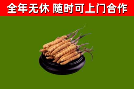 隰市回收散虫草