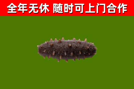 隰市烟酒回收干海参.jpg